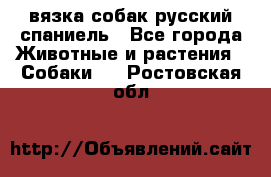 вязка собак русский спаниель - Все города Животные и растения » Собаки   . Ростовская обл.